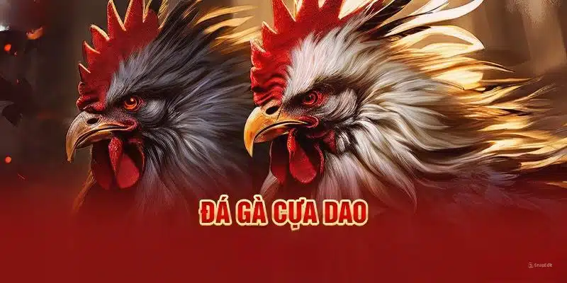 Giới thiệu về đá gà cựa dao