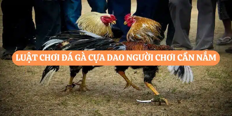 Luật chơi đá gà cựa dao người chơi cần nắm